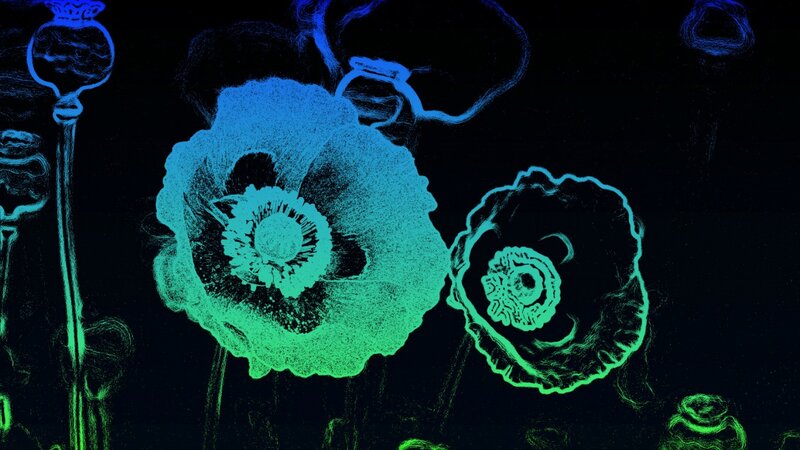 Glowing Poppy Flowers