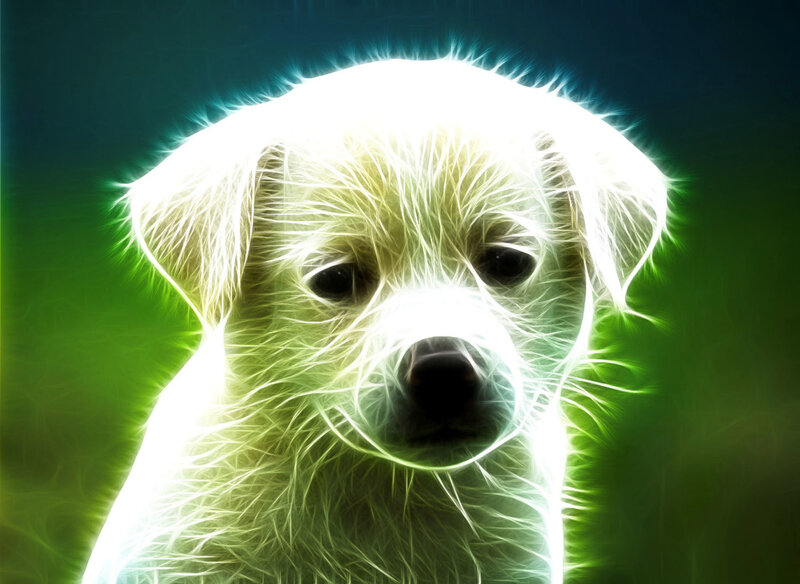 glowing puppy portrait