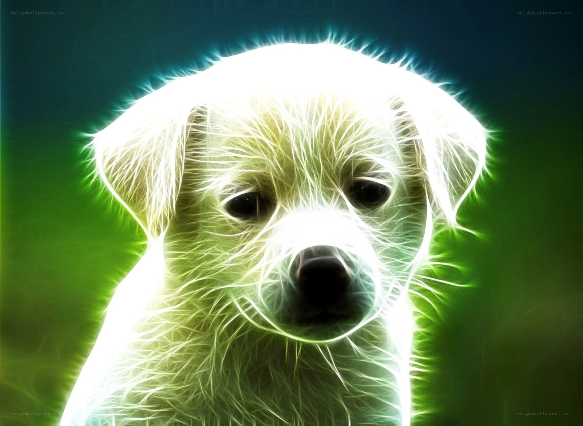 glowing puppy portrait