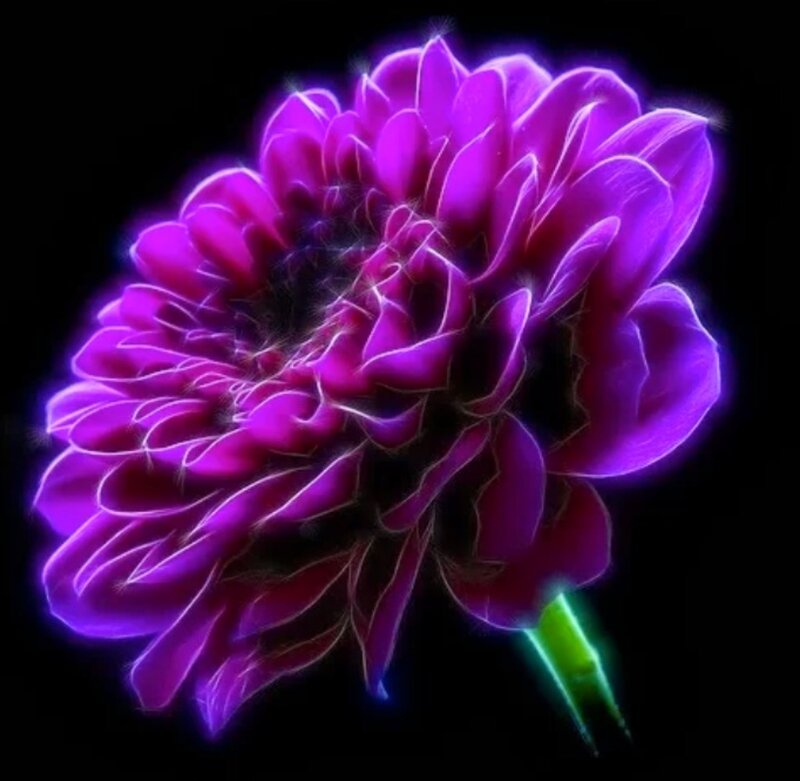 Glowing Purple Flower — Dramatic, Night