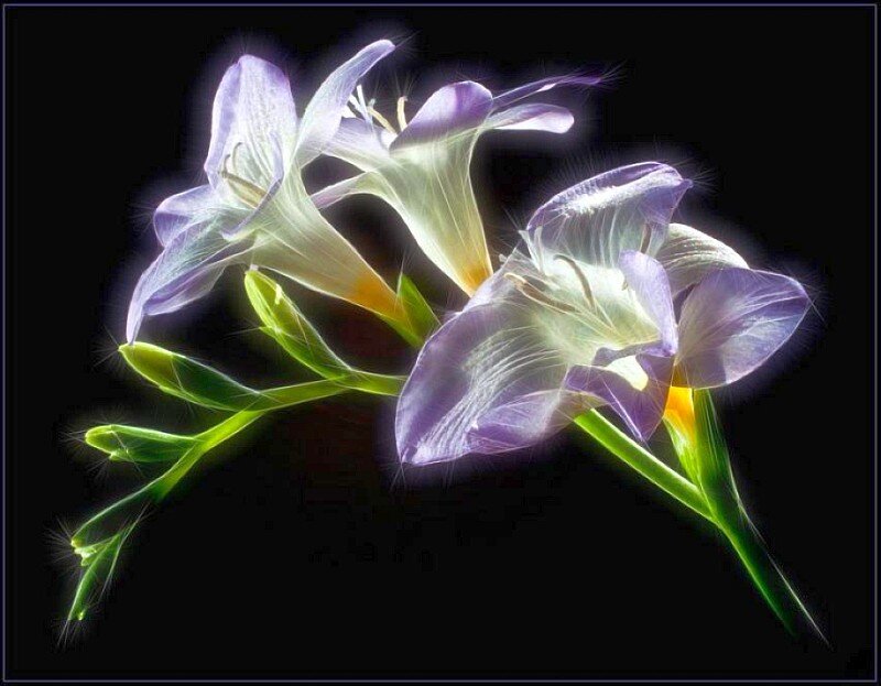 glowing purple flowers