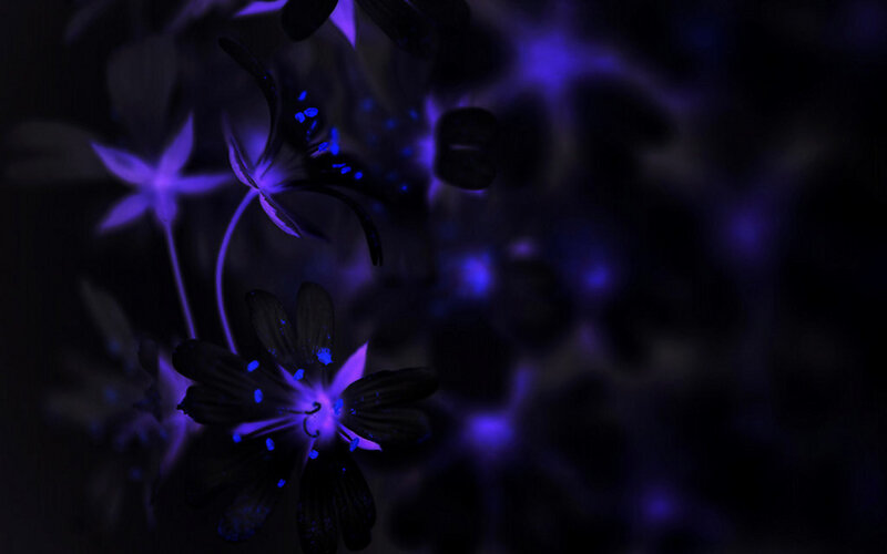 glowing purple flowers at night
