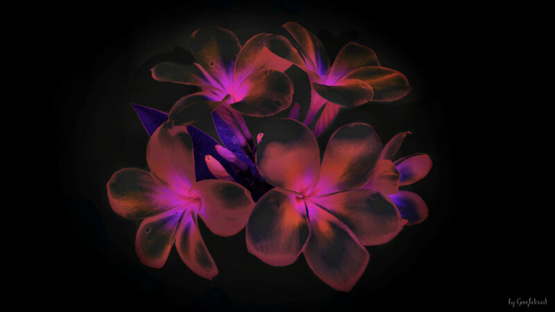 Glowing Purple Flowers — Dramatic, Night