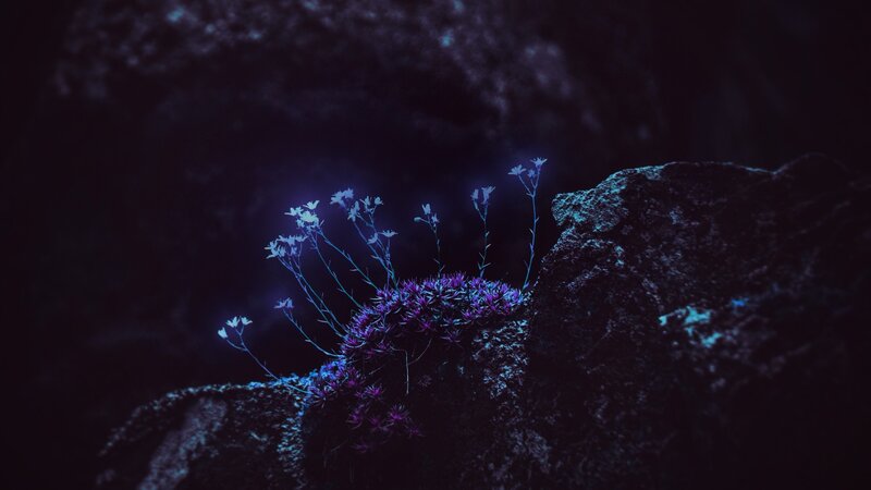 Glowing Purple Flowers — Mysterious