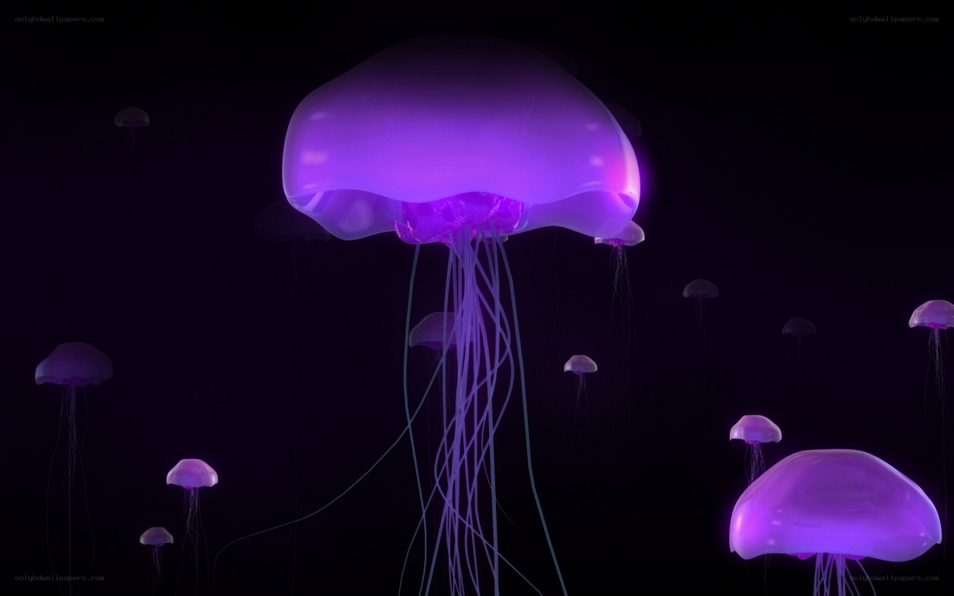 glowing purple jellyfish