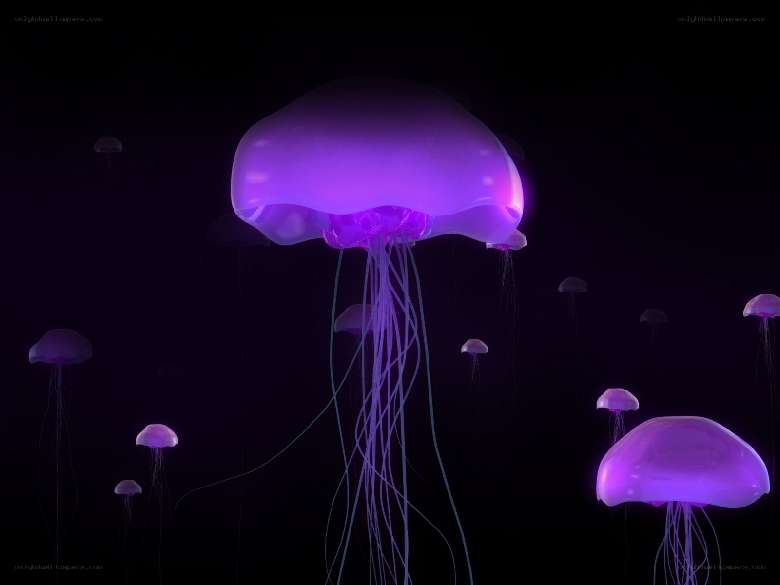 glowing purple jellyfish