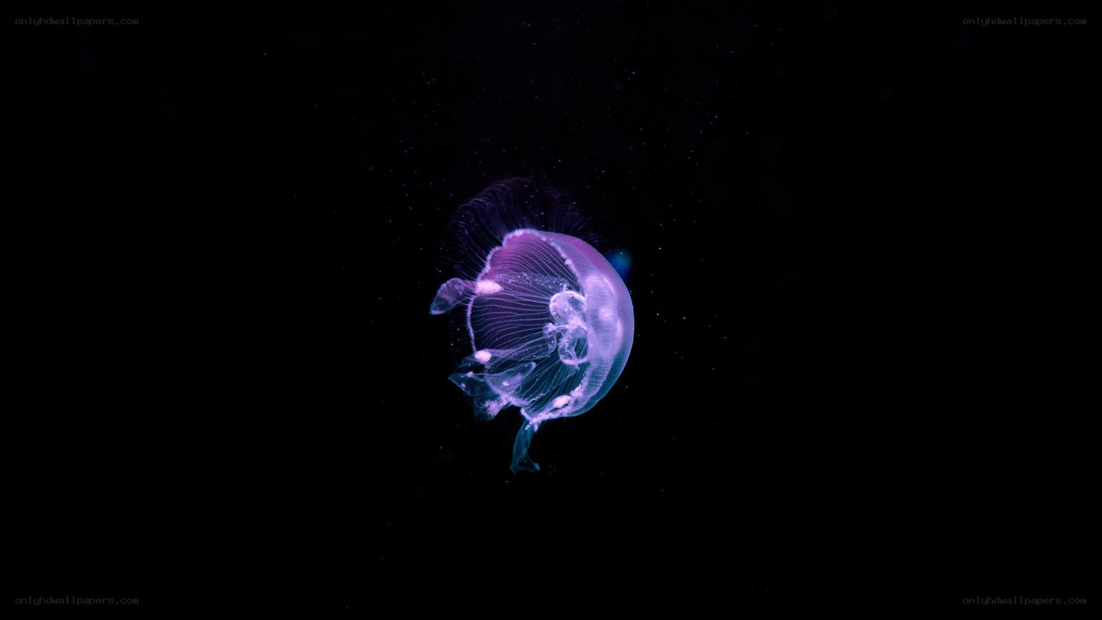 glowing purple jellyfish