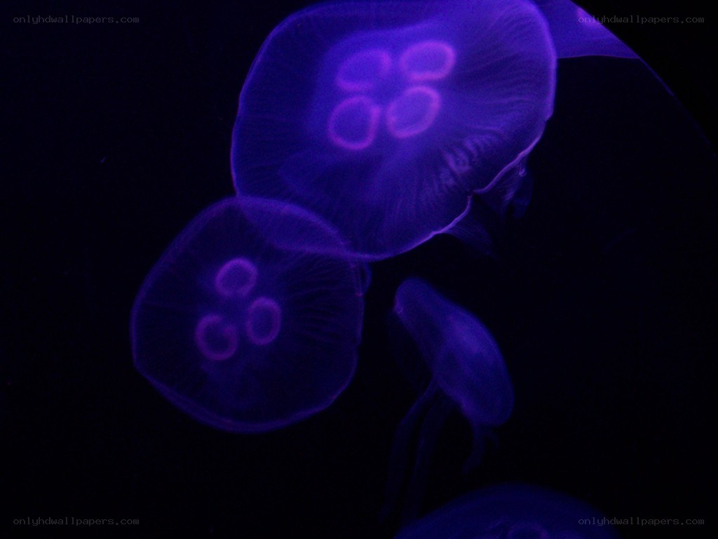 glowing purple jellyfish