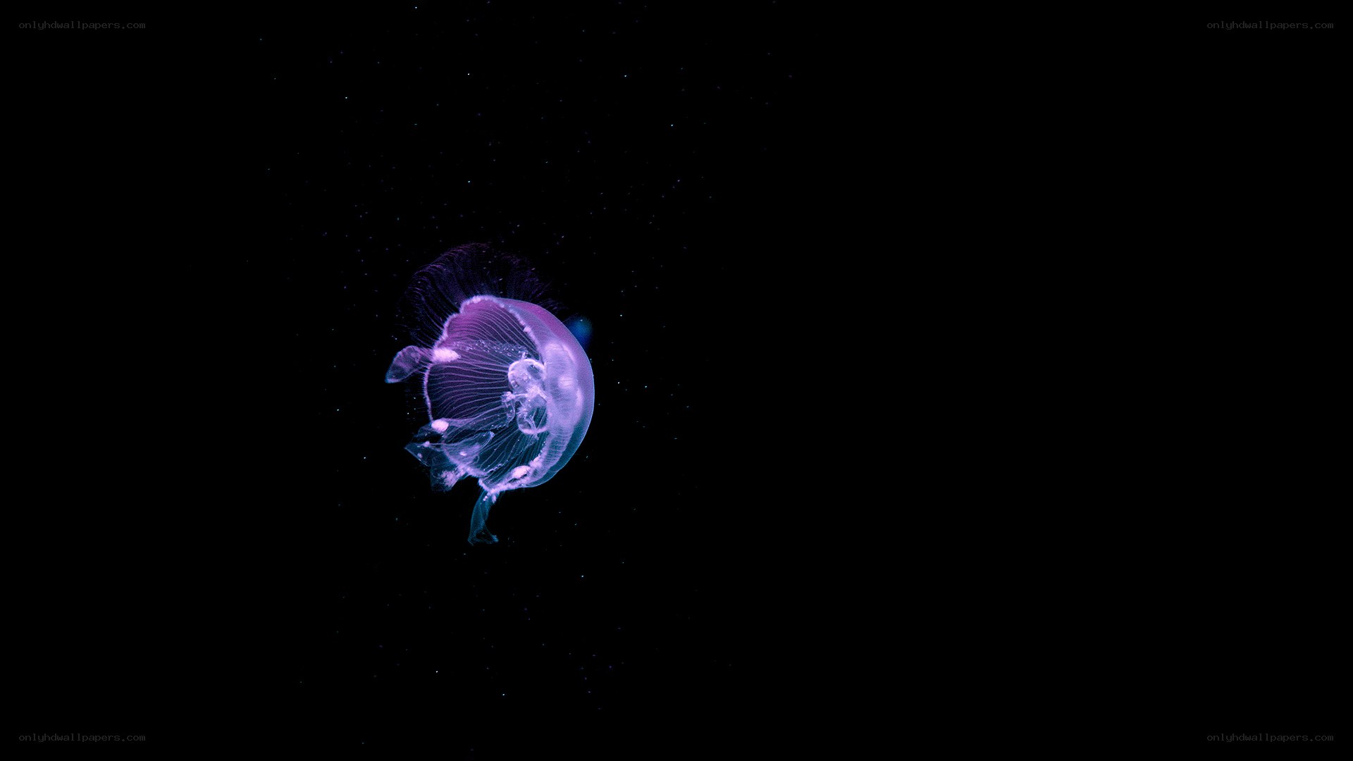 glowing purple jellyfish