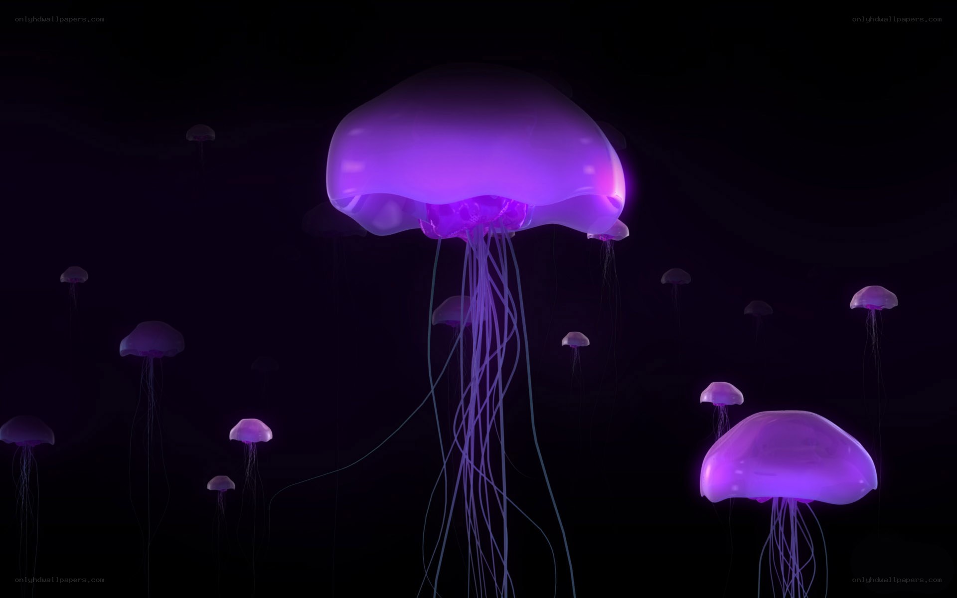 glowing purple jellyfish