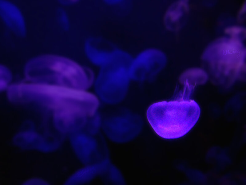 Glowing Purple Jellyfish — Serene, Night, Photograph, Dark Water