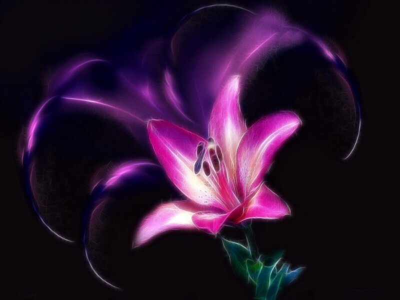 Glowing Purple Lily