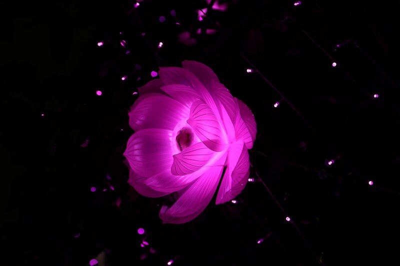glowing purple lotus flower