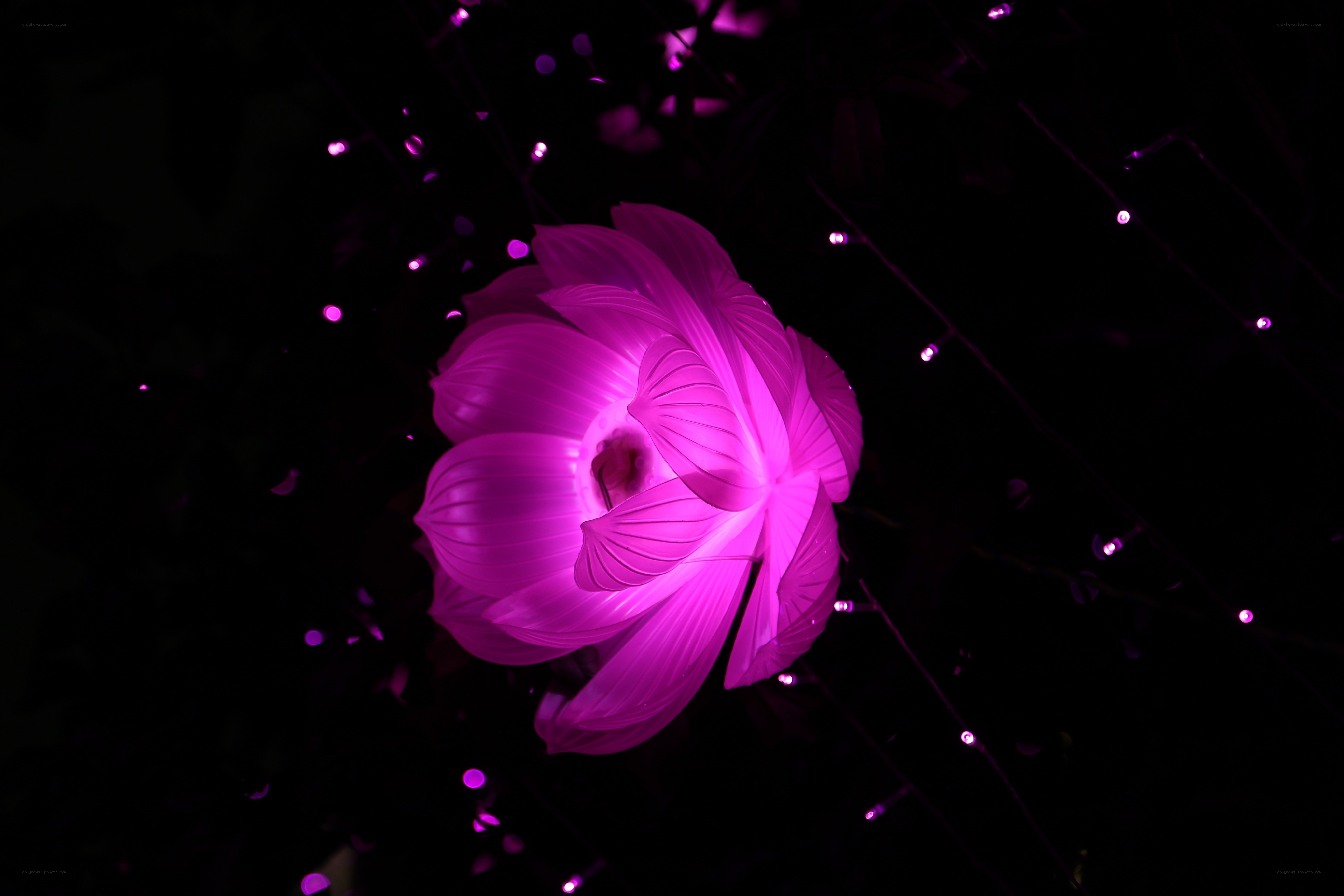 glowing purple lotus flower