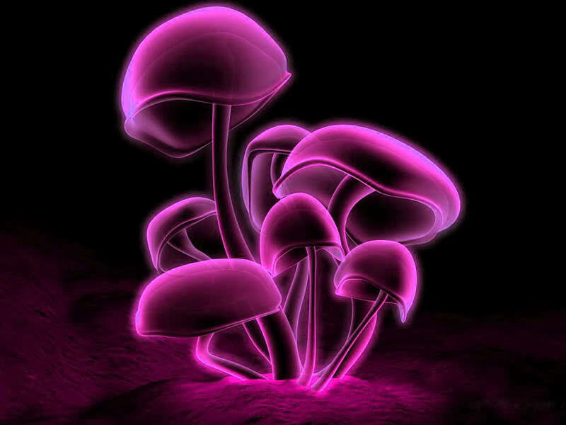 glowing purple mushrooms