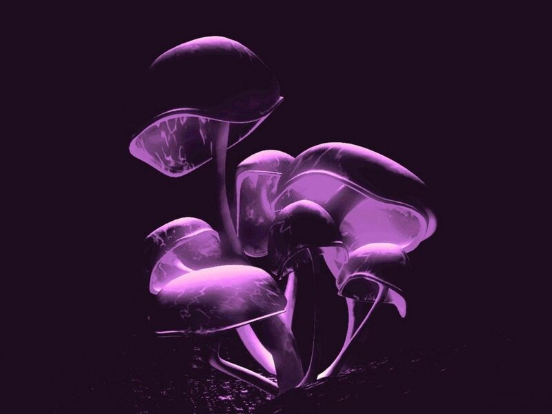 Glowing Purple Mushrooms — Mysterious