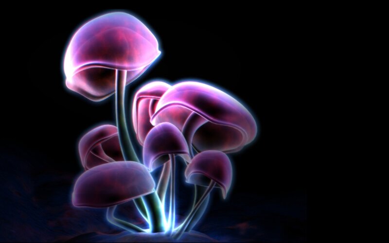 Glowing Purple Mushrooms — Mystical