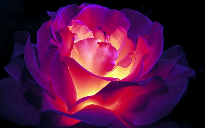 Glowing Purple Rose — Dramatic