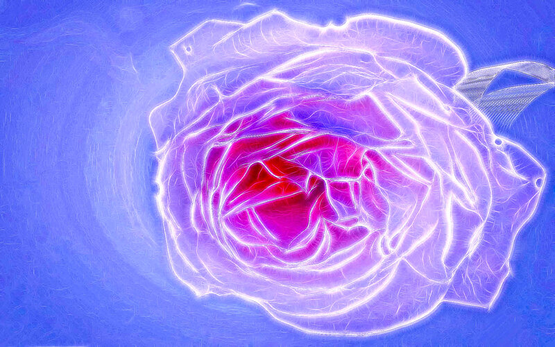 glowing purple rose