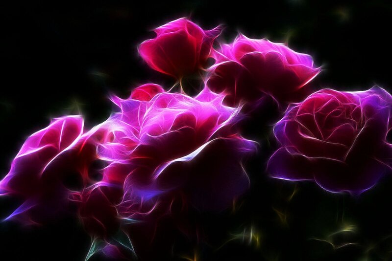 Glowing Purple Roses — Dramatic, Digital Art, Flowers