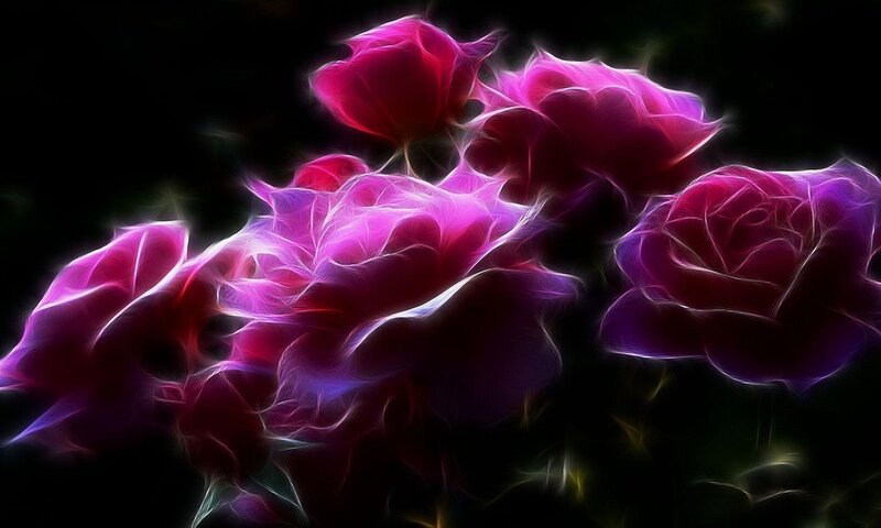 Glowing Purple Roses — Dramatic