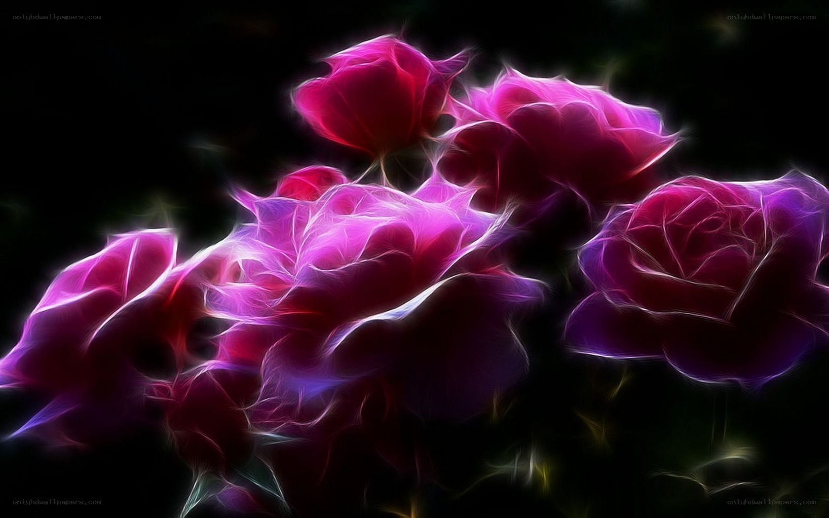 glowing purple roses