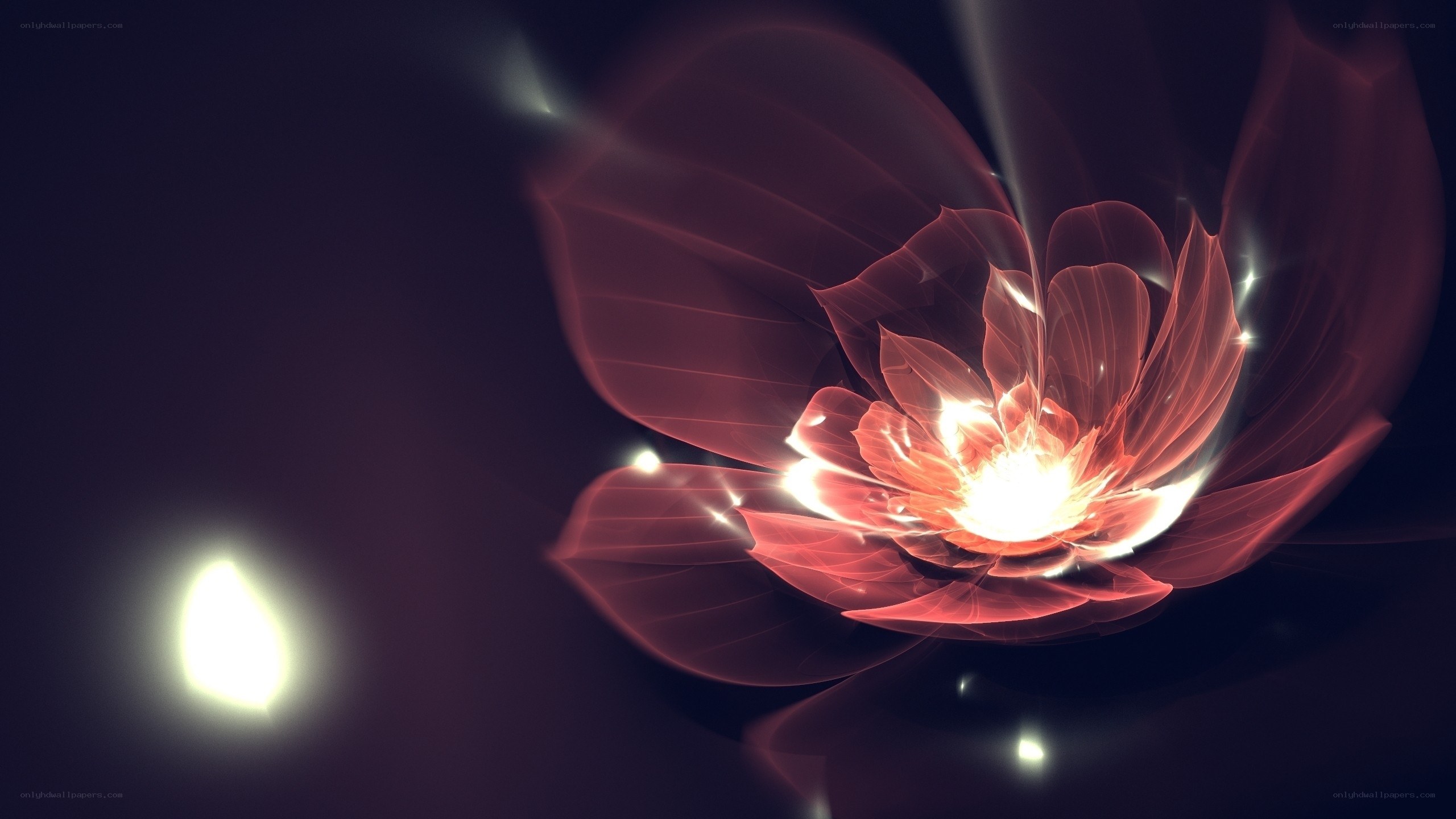 glowing red flower in darkness