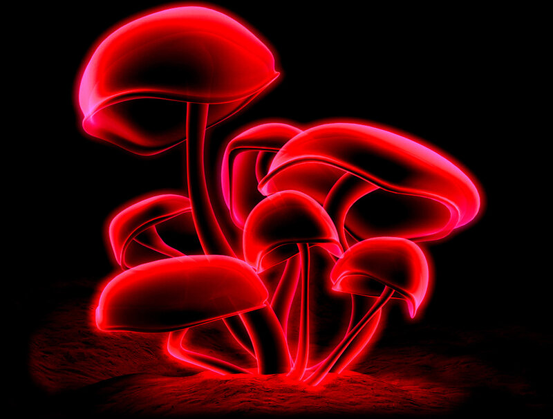 Glowing Red Mushrooms — Dramatic