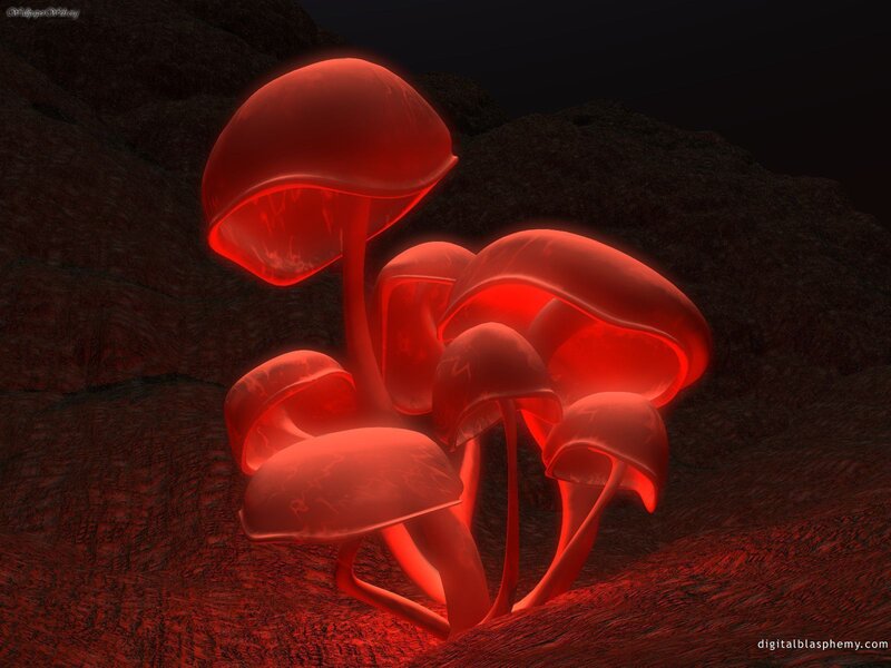 Glowing Red Mushrooms — Mysterious, Night