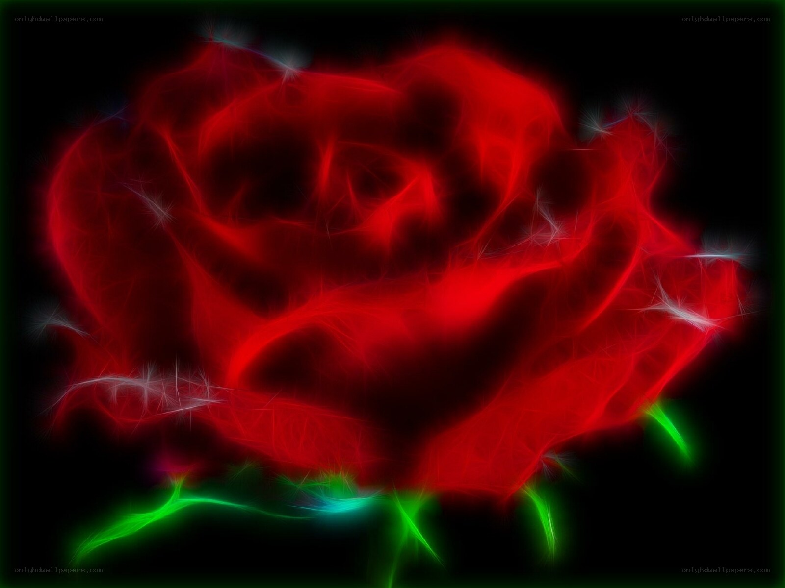 glowing red rose