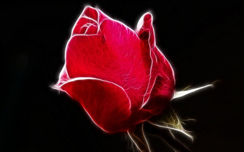glowing red rose