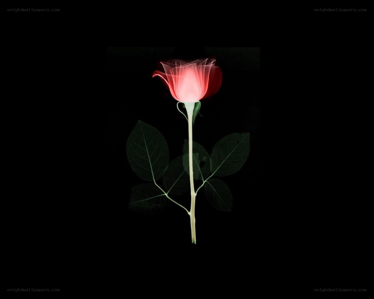 glowing red rose