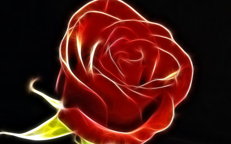 glowing red rose