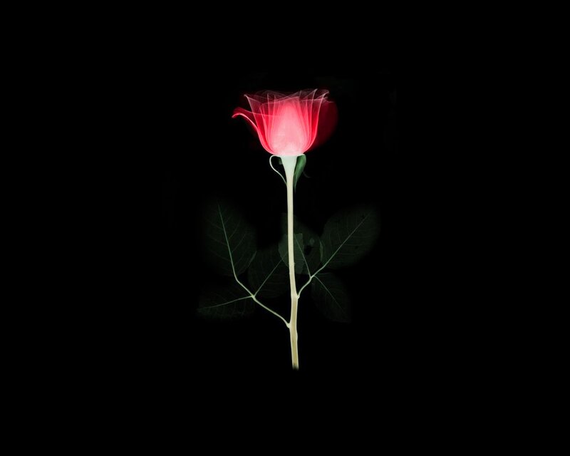 glowing red rose