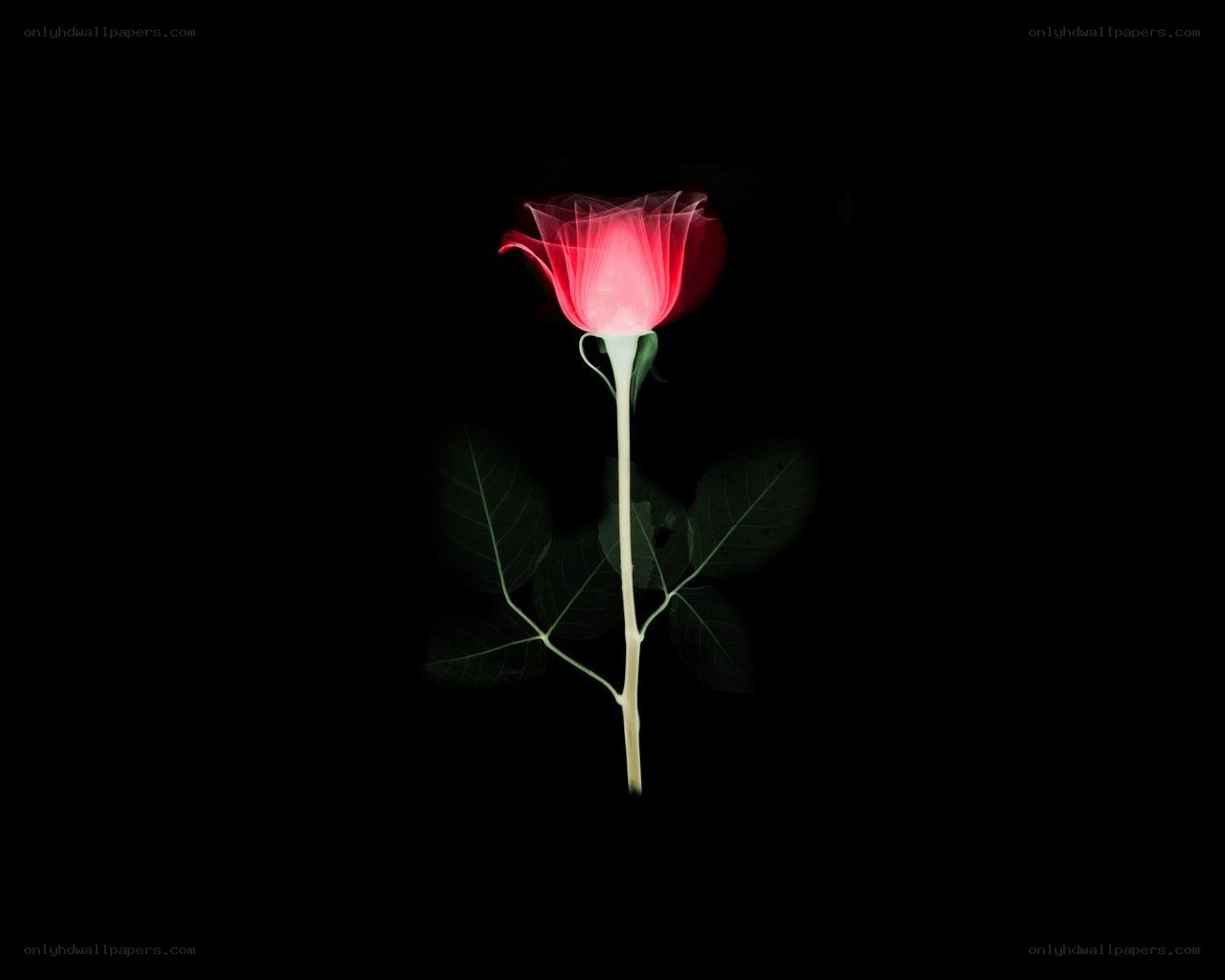 glowing red rose
