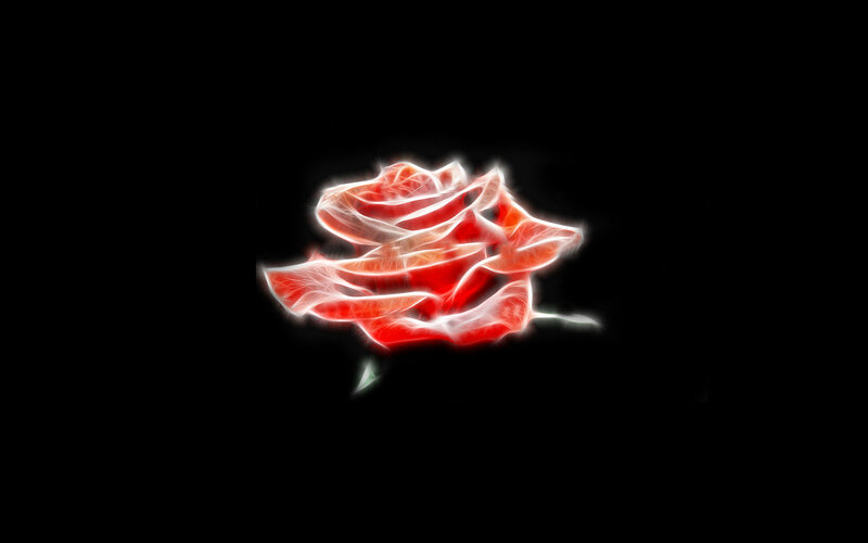 glowing red rose