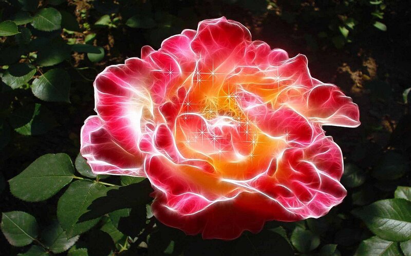 Glowing Red Rose — Dramatic, Afternoon