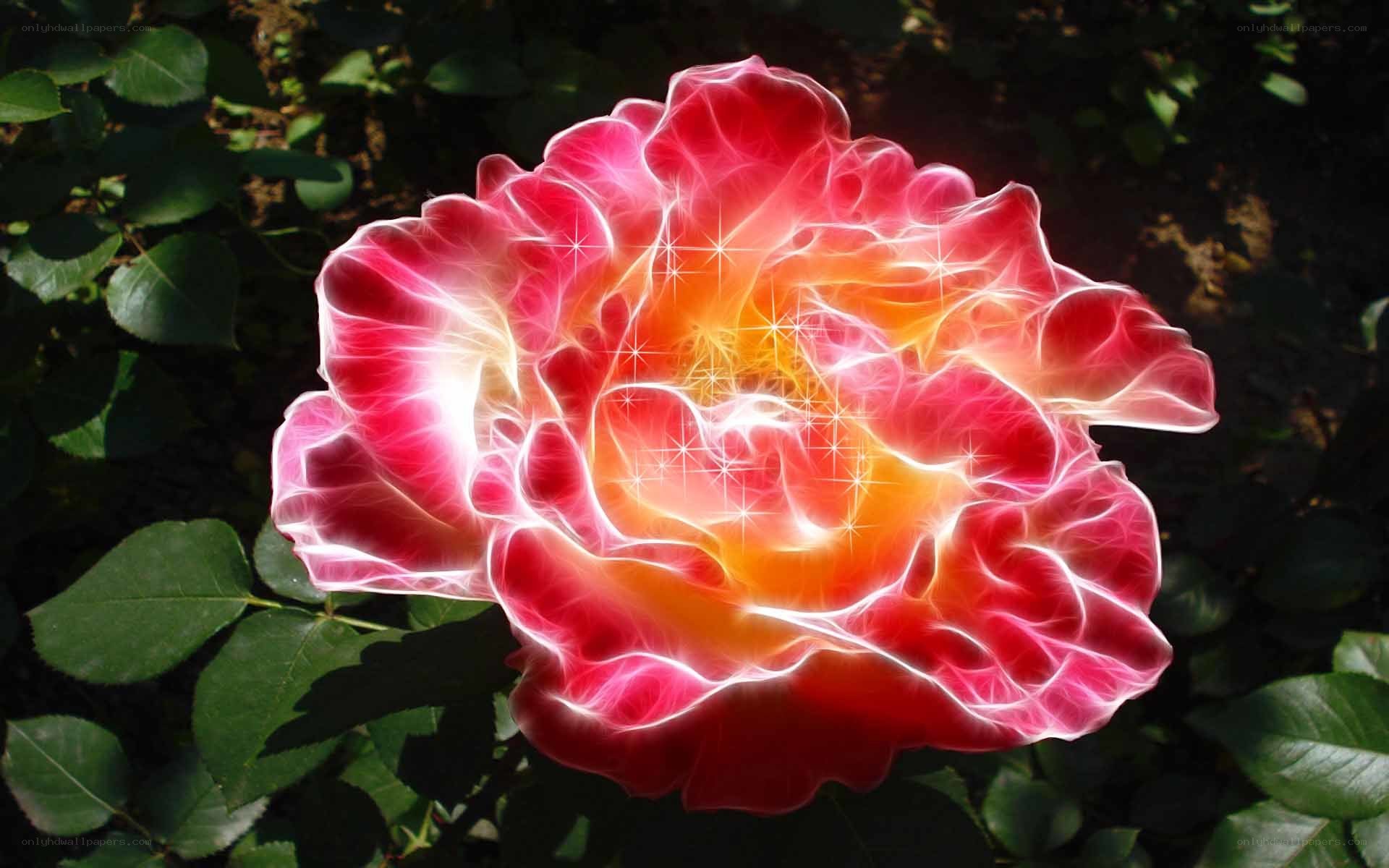 glowing red rose flower