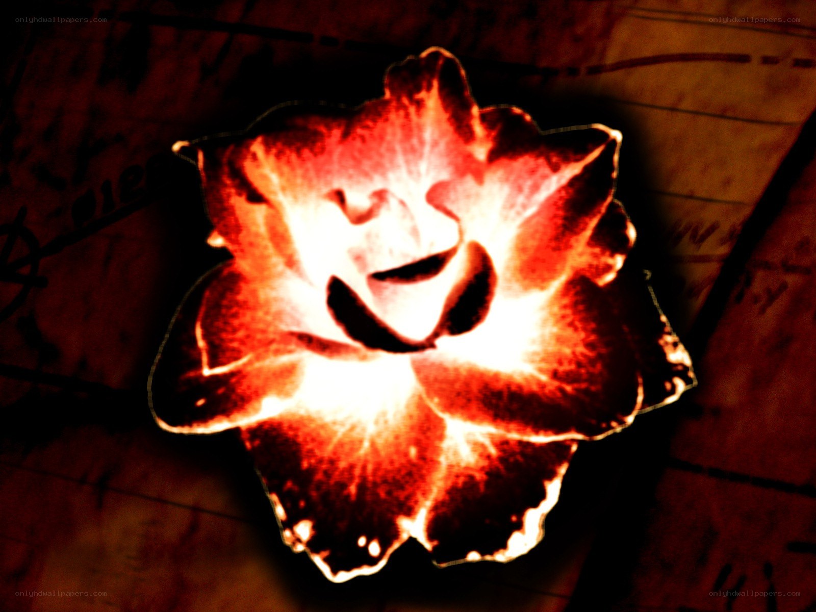glowing red rose on old paper