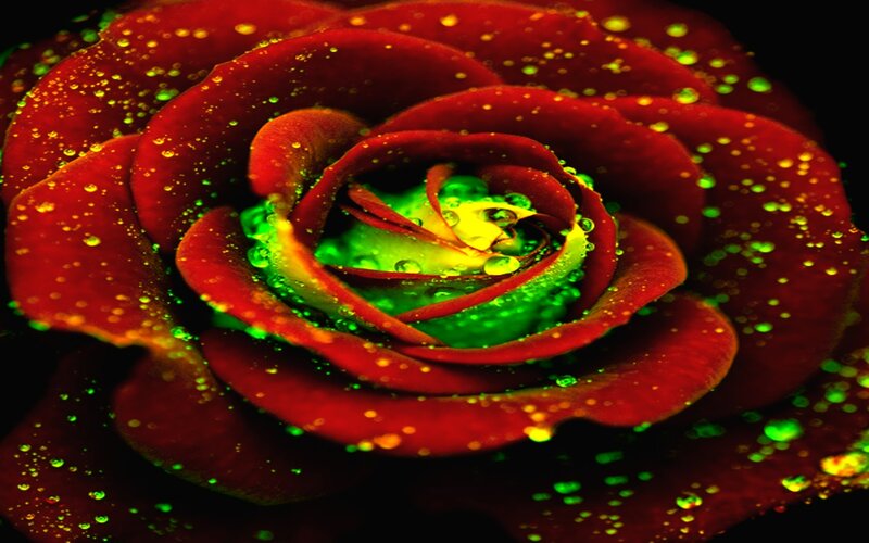 glowing red rose with dew