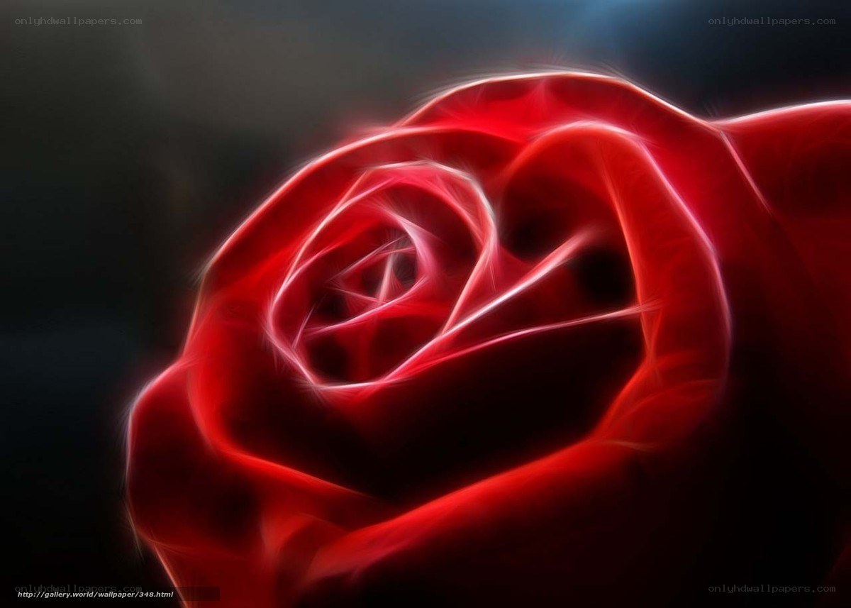 glowing red rose