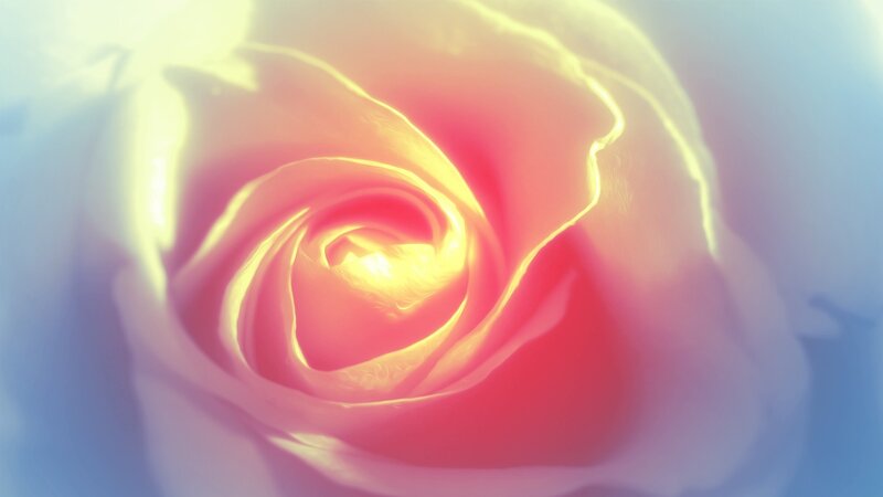 glowing rose center