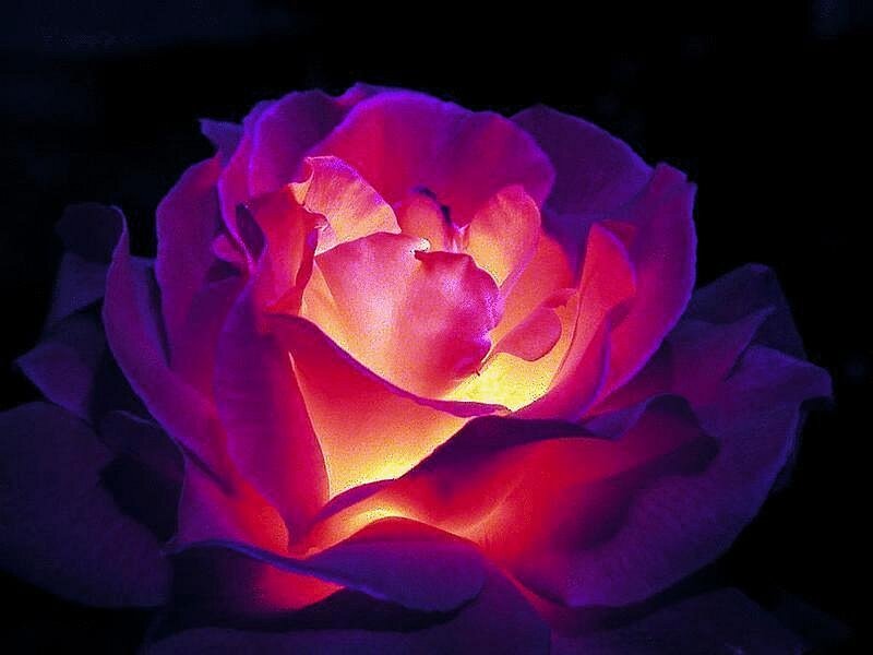 Glowing Rose Flower — Purple