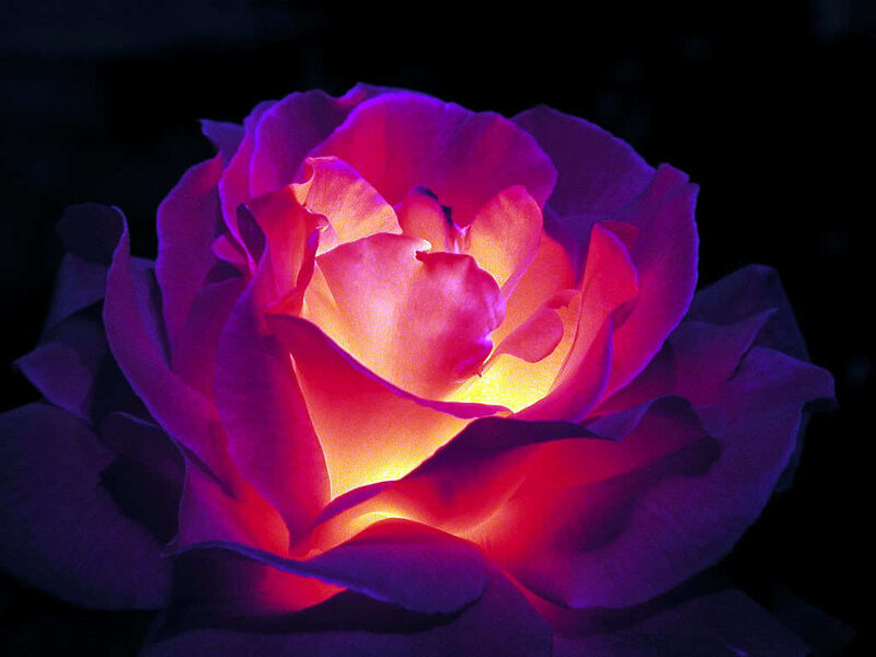 glowing rose in darkness