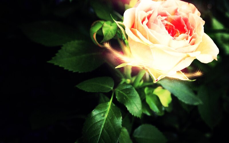 glowing rose in sunlight