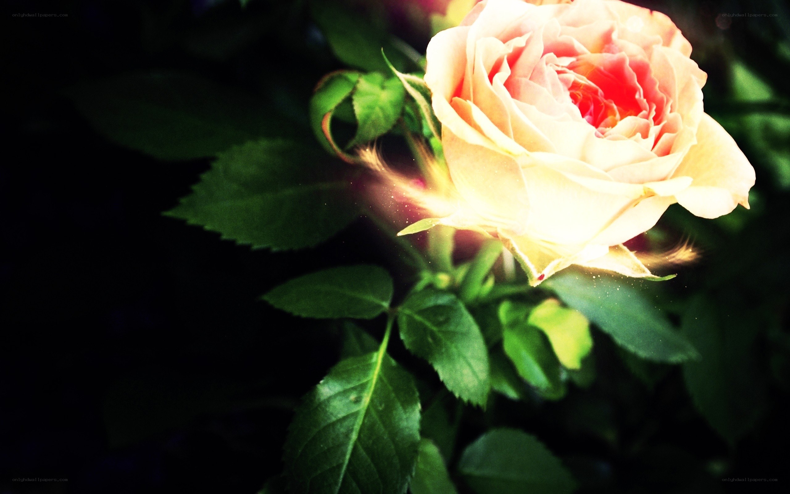 glowing rose in sunlight