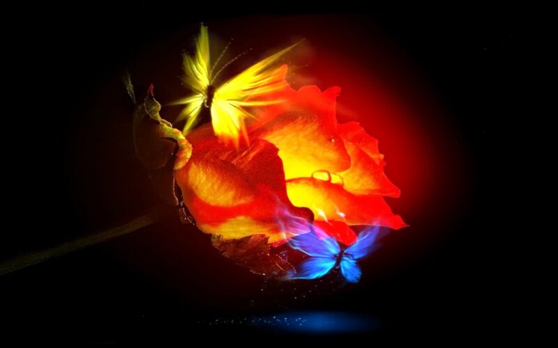 Glowing Rose with Butterflies — Red