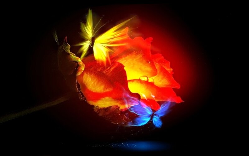 Glowing Rose with Butterflies