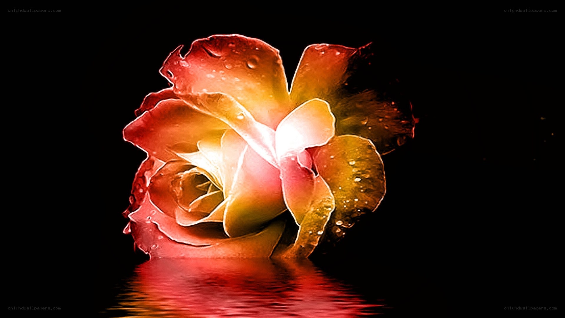 glowing rose with water droplets