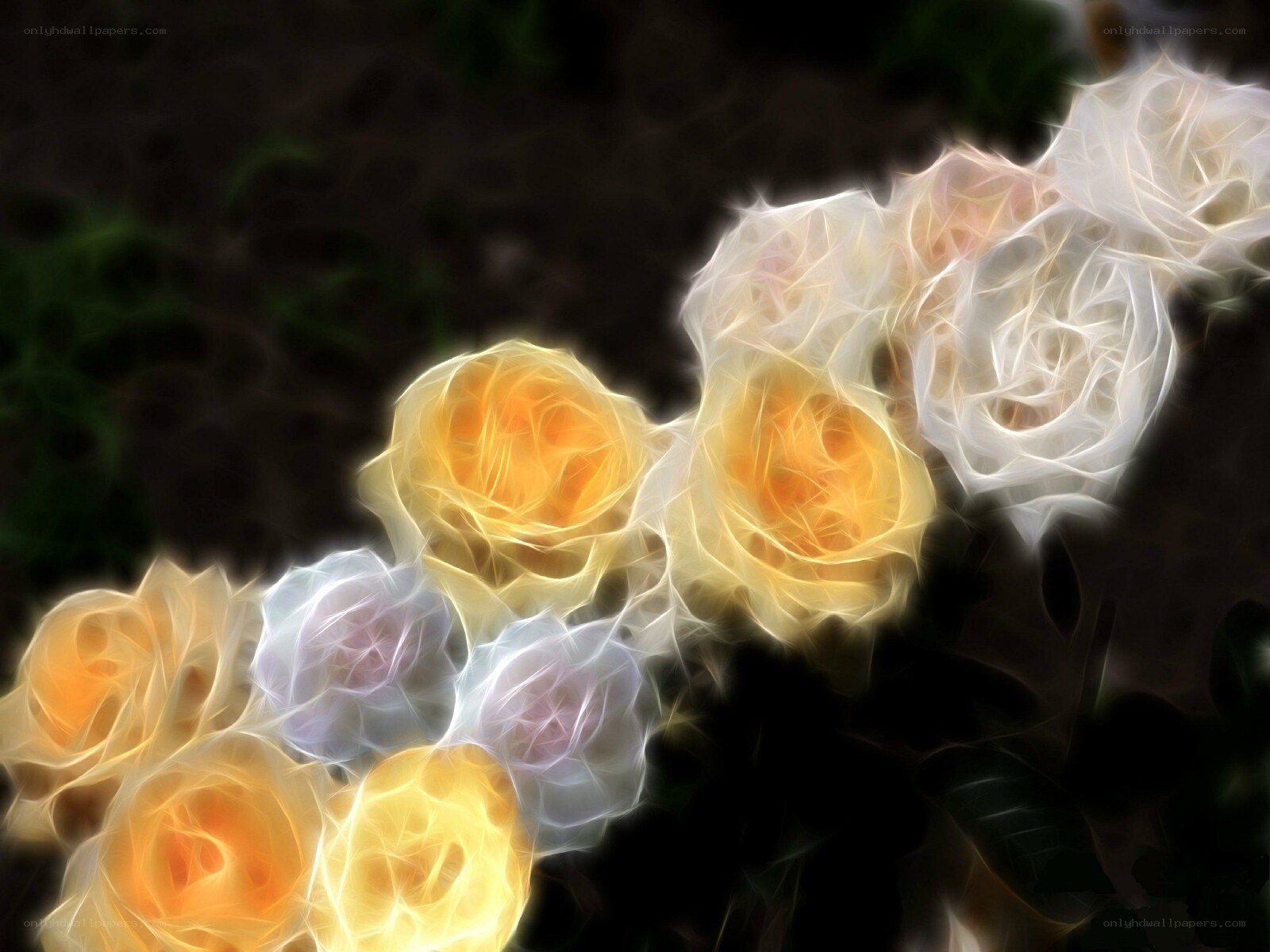 glowing roses in dark